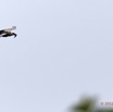 145 LOANGO Riviere Rembo Ngove Oiseau Palmiste Africain Gypohierax angolensis avec Poisson dans son Bec 12E5K2IMG_78896wtmk.jpg